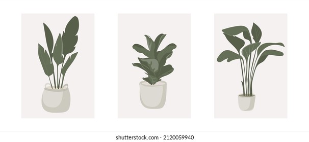 Potted Plant Set Vector Including: Bird Of Paradise And Fiddle Leaf Fig  Modern Style Houseplants. Set Of Beautiful Natural Home Decorations. Vector Illustration Isolated On White