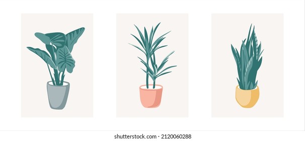 Potted plant set vector including: Dumb Cane, Parlor palm and Snake plant.  Modern style houseplants. Set of beautiful natural home decorations. Vector illustration isolated on white