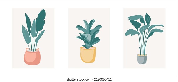 Potted plant set vector including: Bird of paradise and Fiddle Leaf Fig  Modern style houseplants. Set of beautiful natural home decorations. Vector illustration isolated on white