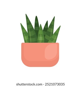 potted plant succulent aloe decorative