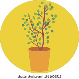Potted plant of a tree with lots of green leaves
