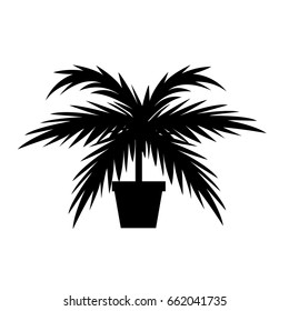 potted plant tree palm leaves tropical