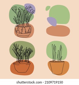 potted plant vector abstract line spot spring primroses daffodil crocus bulbs home plants gardening seedling