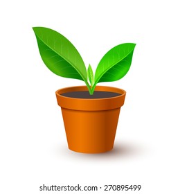 Potted plant. Vector illustration.