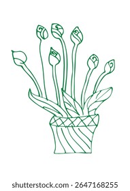 Ilustração vetorial de planta em vaso com flores brotando. Design decorativo do contêiner. Desenho botânico verde. Elemento floral.