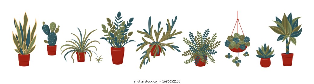 Potted plants collection. Interior plants. Urban jungle, trendy home or office decor with plants. Set of house indoor plant vector. Spider plant, dracaena, zz plant, succulents, cactus, fern, etc