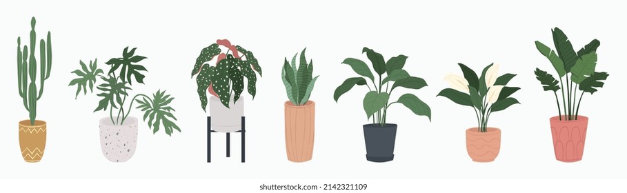 Potted plants collection on white background. Set of interior house plants with baskets, flower pot, monstera, leaves and foliage. Different home indoor green decor illustration for decoration, art.