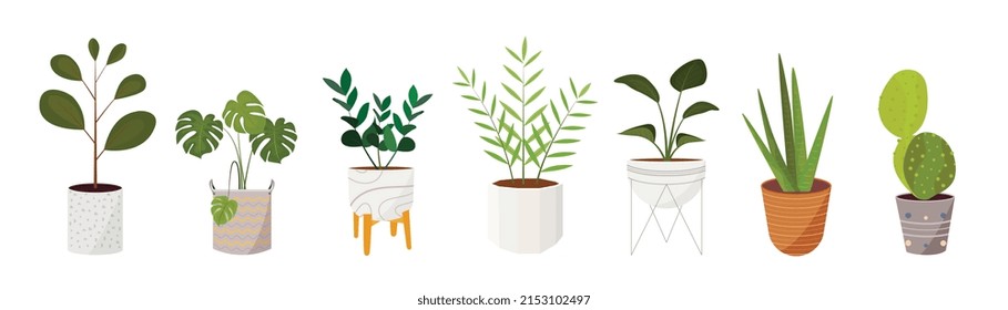 Colección de plantas en fondo blanco. Conjunto de plantas interiores con cestas, cactus, monstera, hojas y follaje. Diferentes ilustraciones de decoración verde interior para decoración, arte.