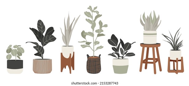 Colección de plantas en fondo blanco. Conjunto de plantas interiores con plantas tropicales, follaje, cactus, hojas, cesta. Diferentes decoraciones interiores vintage ilustran la decoración, el arte.