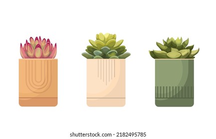 potted plants collection. succulents and house plants. hand drawn vector art.