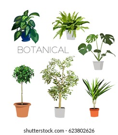 potted plants collection. vector realistic illustration. botanical elements. 