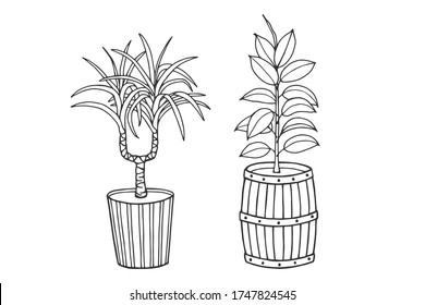 Potted plants. Dracaena and Ficus. Vector stock illustration eps 10. Outline. Hand drawing