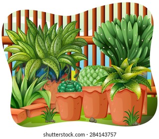  Plantas cultivadas en el jardín	 