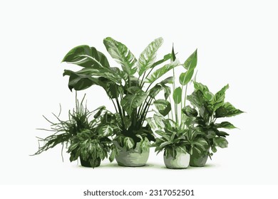 Potted plants for home and garden