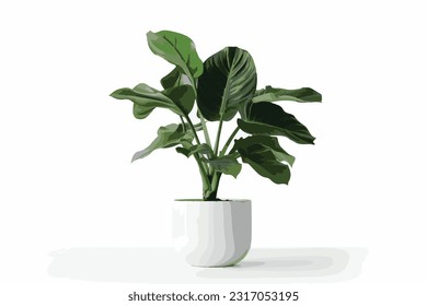 Potted plants for home and garden