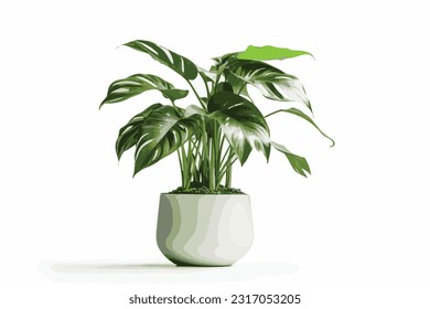 Potted plants for home and garden