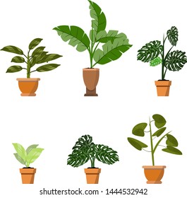 Potted plants isolated on white. Vector set of six green tropical plants in pot illustration