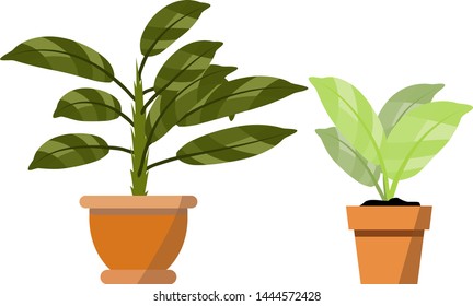 Potted plants isolated on white. Vector set of two green tropical plant in pot illustration