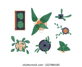 Potted plants set, above top view. Green leaf houseplants overhead. Natural home and office interior decoration growing in flowerpots, planters. Flat vector illustrations isolated on white background