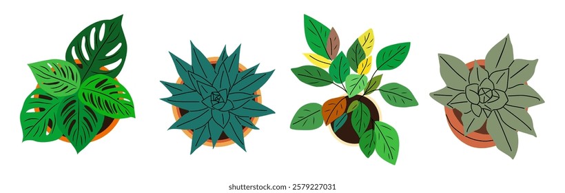 Potted plants set, above top view. Green leaf houseplants overhead. Natural home and office interior decoration growing in flowerpots, planters. Flat vector illustrations isolated on white background