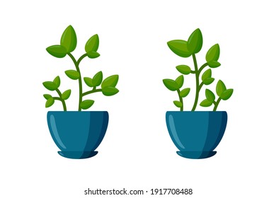 Potted plants set. Green plant in cartoon style. Vector illustration isolated on white background