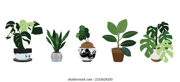 Potted plants vector collection on white background. Set of interior house plants with pot, monstera leaf, leaves and foliage. Different home indoor green decor illustration for decoration, art.