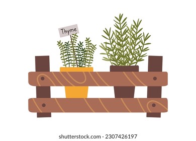 Potted Rosemary and Thyme in a wooden box, cartoon style. Trendy modern vector illustration isolated on white background, hand drawn, flat design.