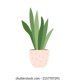 Potted Sansevieria, snake plant. Interior houseplant growing in flower pot. Green home tongue-leaf decor. Indoor decoration, bow string hemp. Flat vector illustration isolated on white background