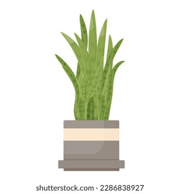 Potted Sansevieria, snake plant. Interior houseplant growing in flowerpot. Green home tongue-leaf decor. Indoor decoration, bow string hemp. Flat vector illustration isolated on white background.