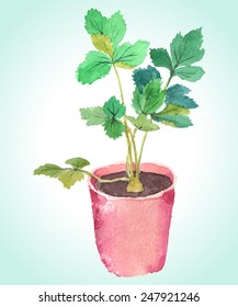 Potted seedling, hand-painted watercolor illustration, vectorized. A green plant - celery, parsley, coriander or other.