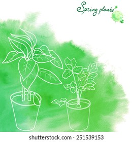 Potted seedlings drawn with white outlines on green watercolor abstract background. Seedlings of bell pepper and celery. Vector illustration.