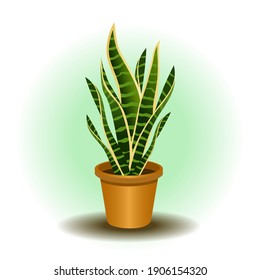 Potted Snake Plant Isolated On White Background, Vector Illustration