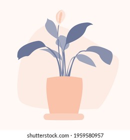 Potted Spathiphyllum flower in scandinavian minimalist style. Vector flat cartoon illustration 