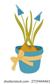 Potted spring flower with blue blossoms and green leaves in decorative pot tied with ribbon isolated on white background. Concept of growth, freshness, home decor