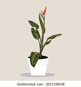 Potted Strelitzia in Flowerpot. Domestic Tropical Decorative Flowers in Pot Graphic Design Elements Isolated on Beigee Background. 