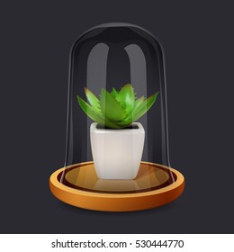 potted succulent plant in tall antique vintage clear glass tabletop terrarium cloche bell jar display  dome with wooden base. vector illustration with transparent glass for dark background