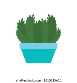 potted succulent plants flat icon vector illustration
