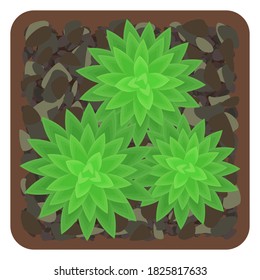 Potted succulents. The view from the top. Isolated on white background. Vector illustration.