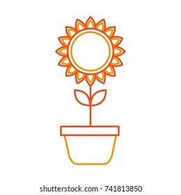 potted sunflower natural plant petal decoration