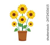 Potted Sunflower Plant vector art