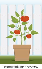 Potted Tomato Plant