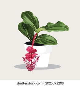 Potted tropical Medinilla flowers  in Flowerpot. Domestic Tropical Decorative plant in Pot Graphic Design Elements Isolated on Beigee Background. 