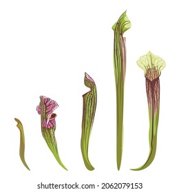 Sarracenia tropical Potente. Planta Decorativa Tropical Doméstica Sarracenia con trampa abierta. Elementos de diseño gráfico aislados en fondo blanco. 