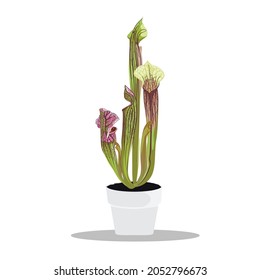 Potted tropical Sarracenia in Flowerpot. Domestic Tropical Decorative plant Sarracenia with open trap. Graphic Design Elements Isolated on white Background. 