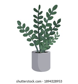 Potted Zamioculcas or zz plant vector illustartion. Houseplant isolated on white background. Home decoration design element.