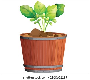 Plantas de pota sobre fondo blanco
