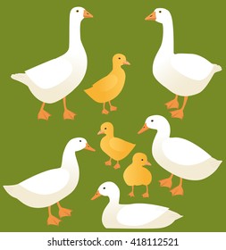 Poultry