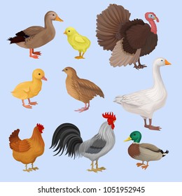 Poultry birds set, duck, rooster, chick, goose, hen, turkey and quail vector Illustrations on a light blue background.