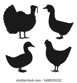 Poultry black silhouette set. Domestic fowls icons