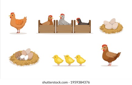 Poultry Breeding, Hen Hatching Eggs in Nest Cartoon Vector Illustration